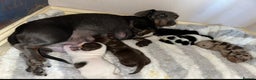 Miniature Dachshund dogs for stud: KC health tested chocolate dapple STUD in Tamworth - Advert 6