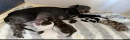 Miniature Dachshund dogs for stud: KC health tested chocolate dapple STUD in Tamworth - Advert 6