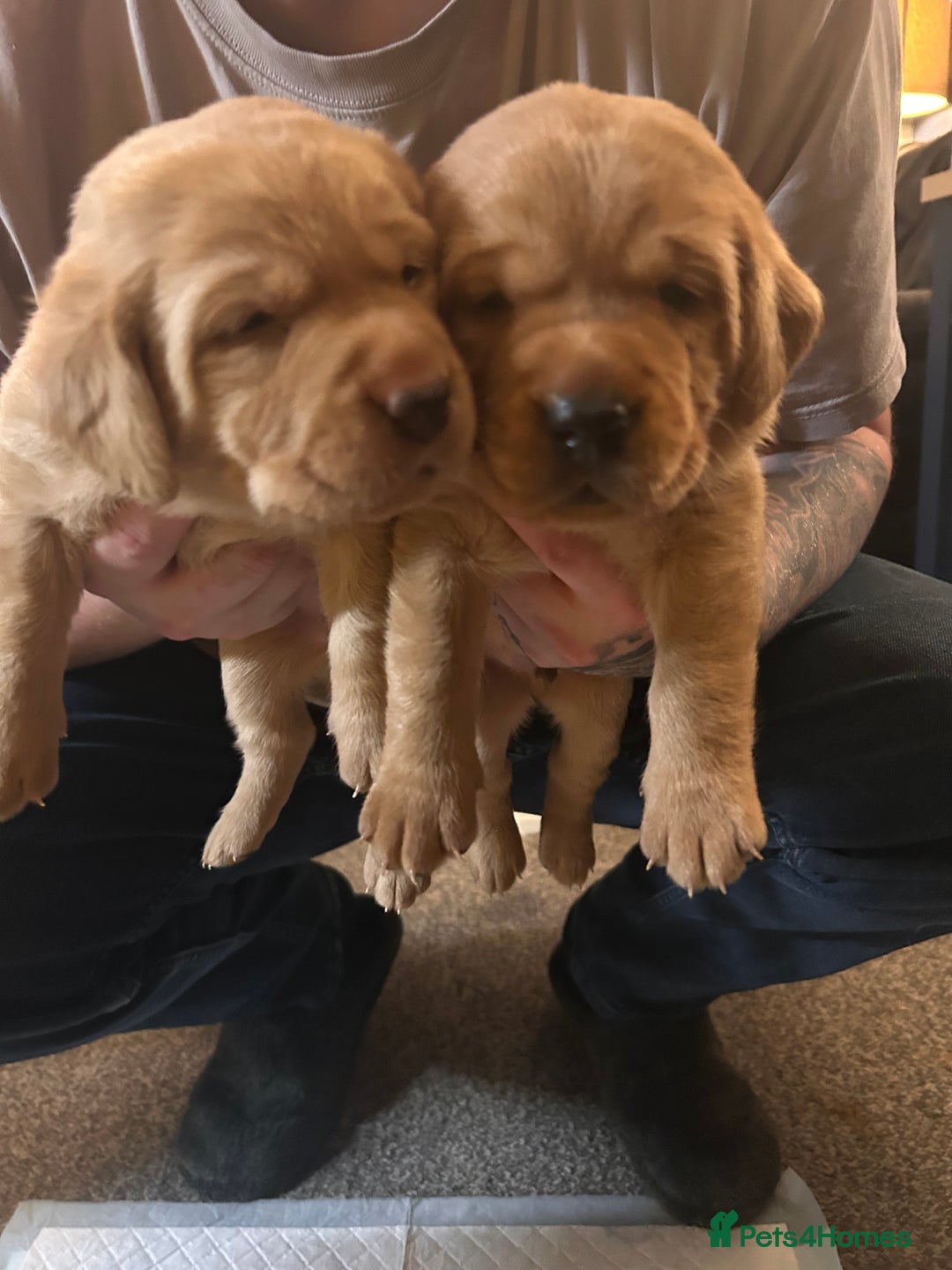 Labrador Retriever dogs for sale: Pure breed Labrador pups  - Advert 8