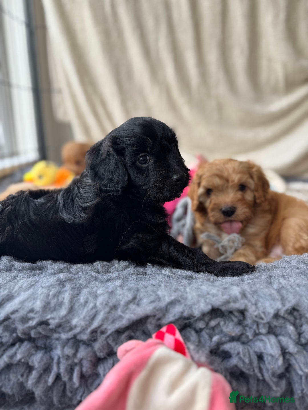 Cavapoo dogs for sale: Quality bred Cavapoo F1 - Image 4