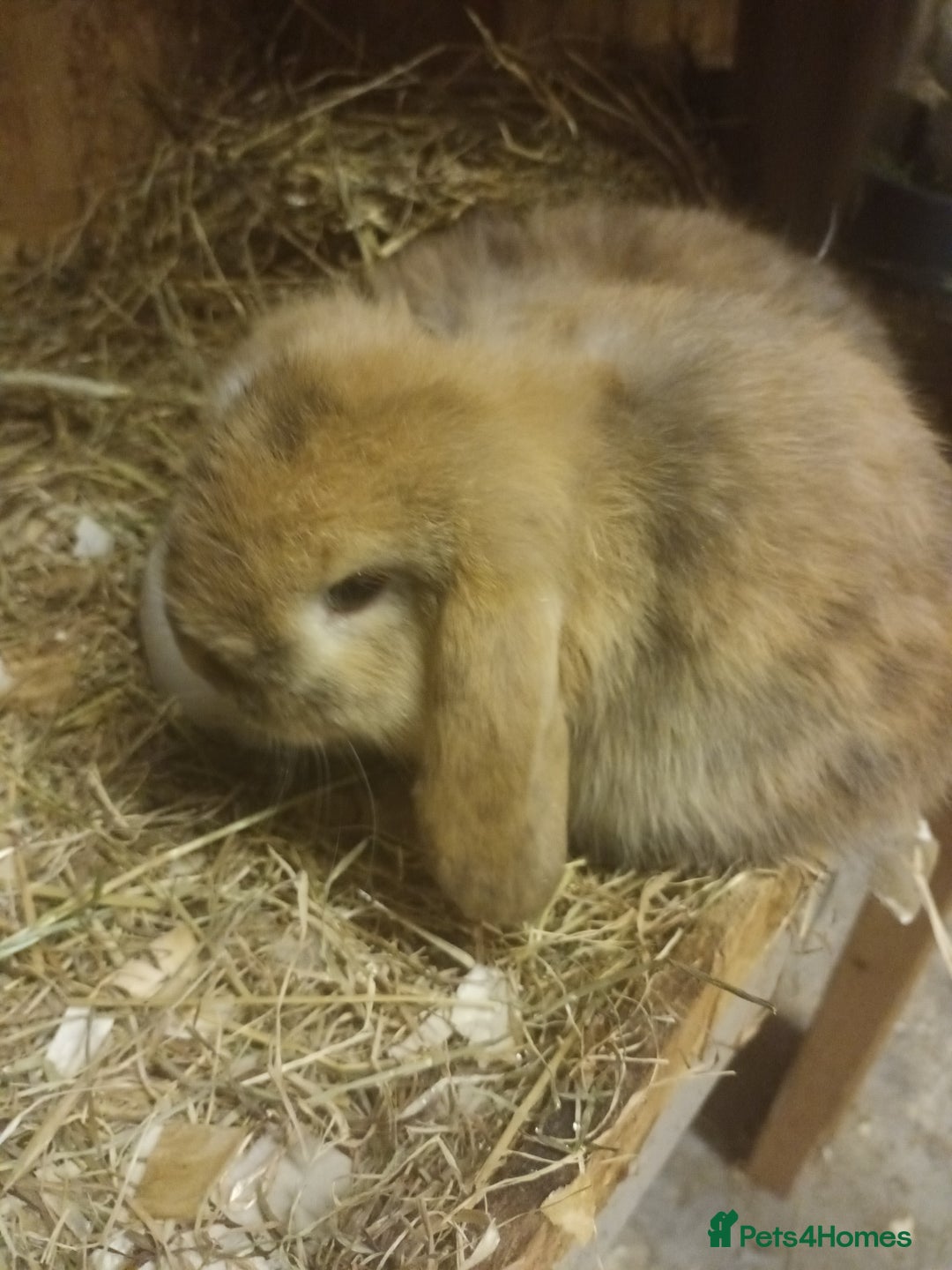 Mini Lop rabbits for sale: Mini lops  - Advert 7