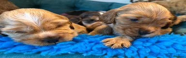Cocker Spaniel Puppy 3