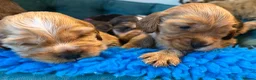 Cocker Spaniel dogs for sale: Outstanding show cocker spaniels - KC in Leicester - Advert 29