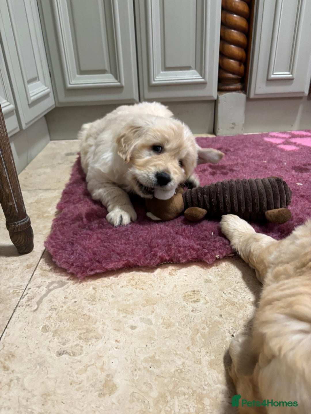 Golden Retriever dogs for sale: Golden retriever puppies  - Advert 19