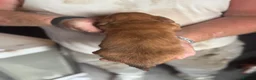 Miniature Dachshund dogs for sale: Beautiful long hairs mini dachunds  - Advert 9