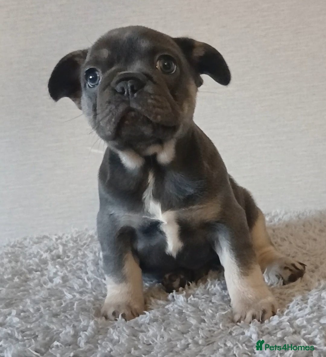 French Bulldog dogs for sale: French Bulldog Merles carrying fluffy ready to go. - Advert 4