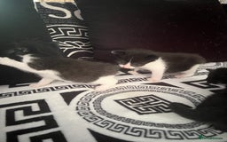 Mixed Breed cats for sale: Toxido kittens  - Image 23