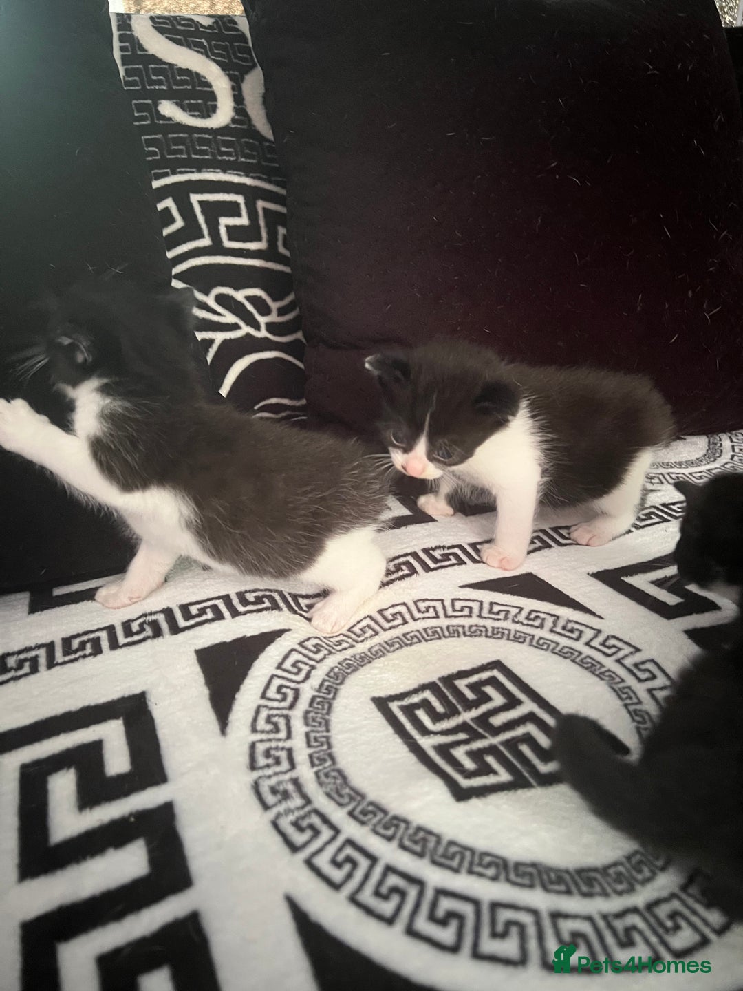 Mixed Breed cats for sale: Toxido kittens  - Image 23