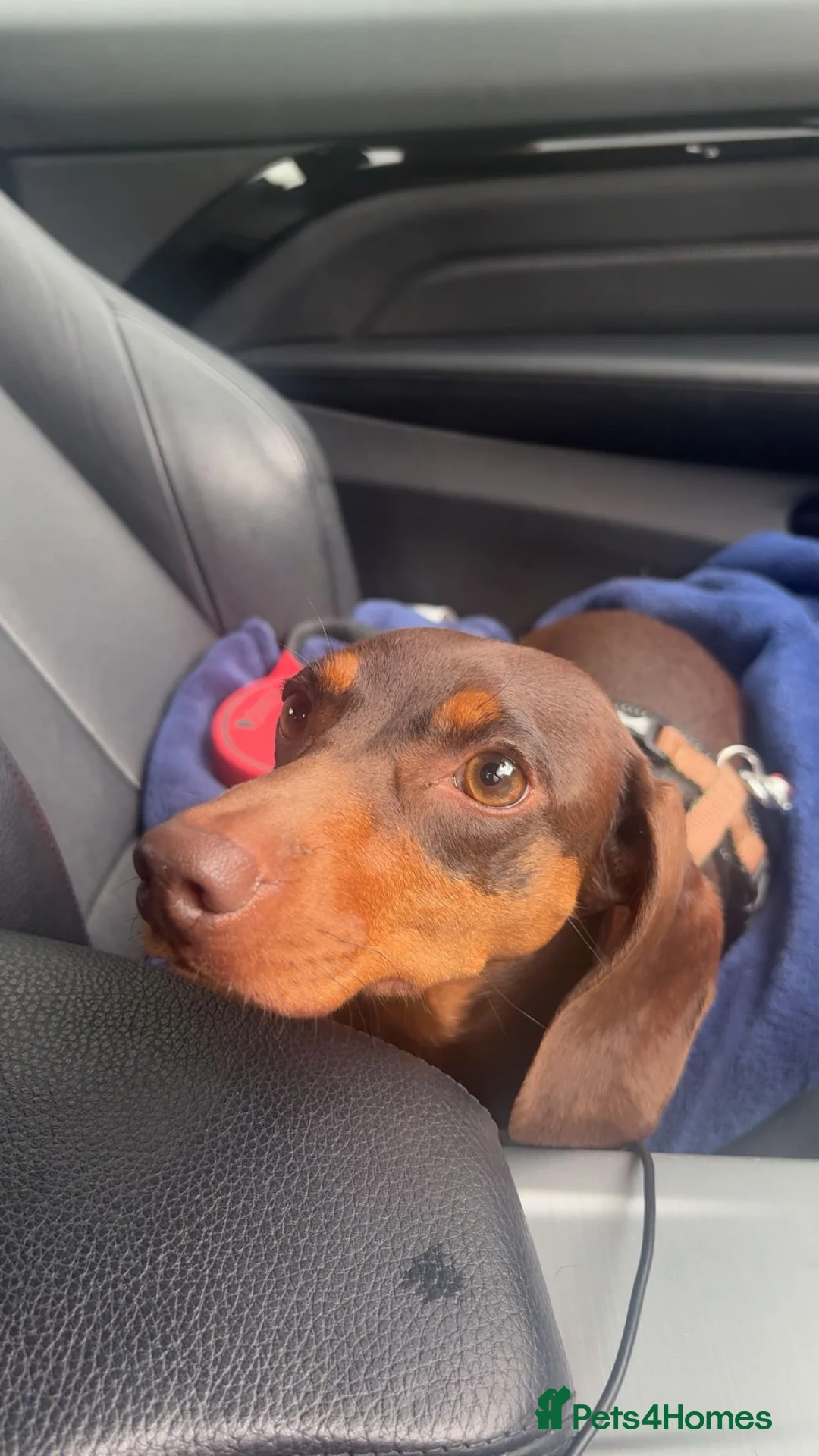 Dachshund dogs for sale: Winnie the dachshund  in Birmingham - Advert 2