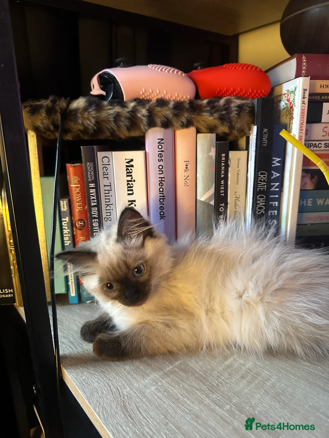 Ragdoll cats for sale: White with black Ragdoll kitten  - Advert 8