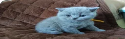 British Shorthair cats for sale: Gccf registered blue BSH kittens - Advert 10