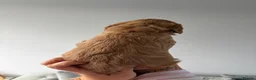 Cockapoo dogs for sale: Show quality litter of F2 cockerpoos 🌈 - Advert 29