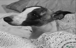 Whippet dogs for sale: Whippet  - Image 4