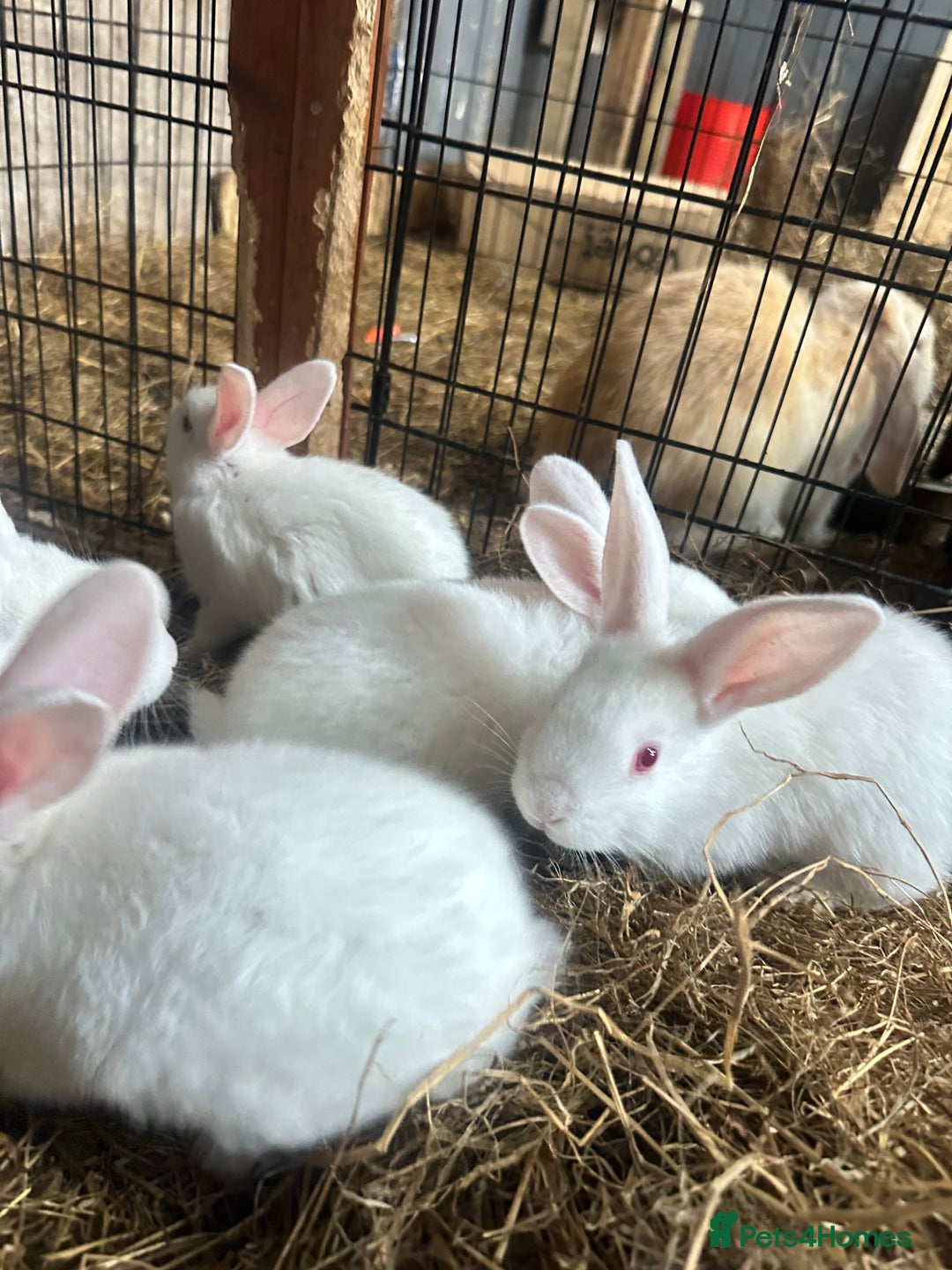 Netherland Dwarf rabbits for sale: Netherlands, Rex’s, californians ready to go - Image 7