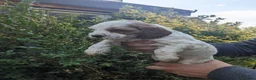 Cockapoo dogs for sale: Cockapoo Puppies available Today - Advert 10