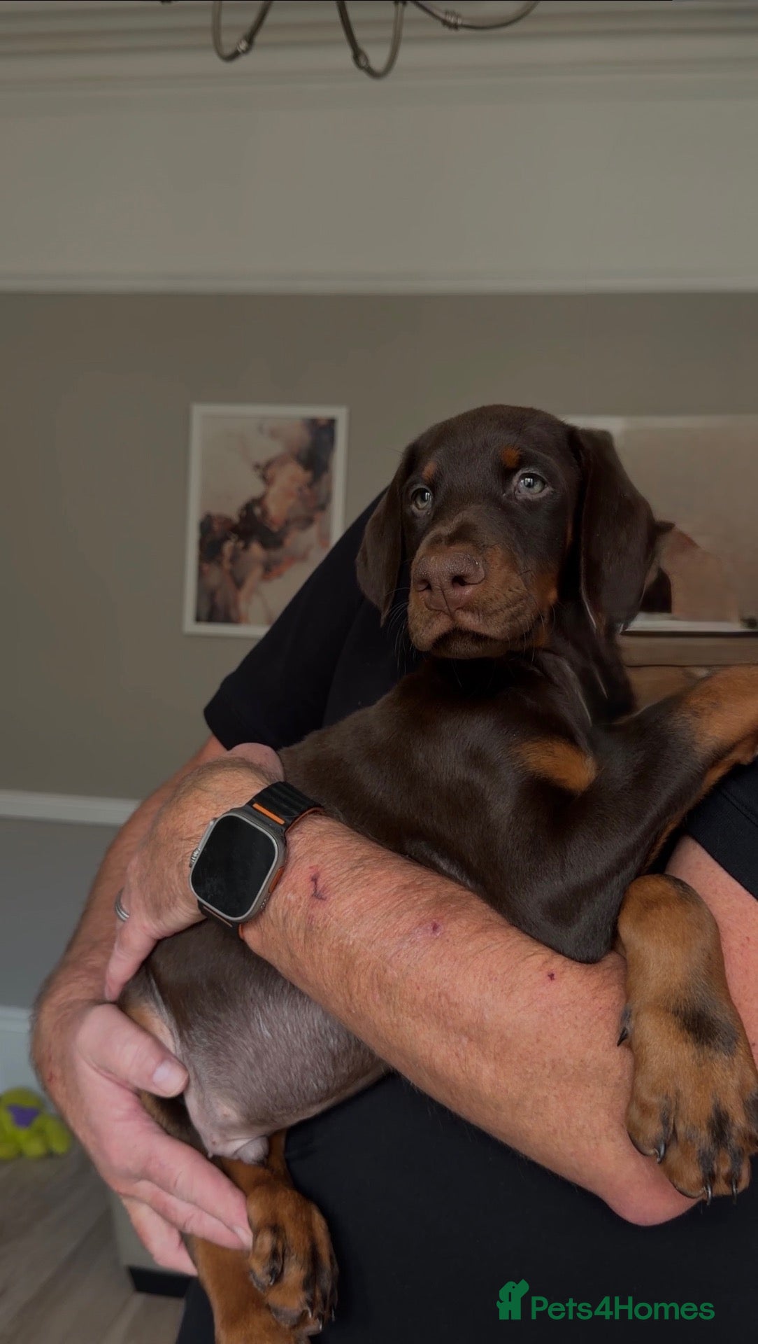 Dobermann dogs 1 black and 1 brown boy left ready now  - Advert 6
