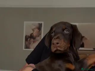 Dobermann dogs 1 black and 1 brown boy left ready now - Advert 6
