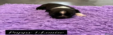 Boston Terrier Puppy 1