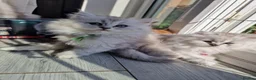 British Longhair cats for sale: 5 Beautiful British Longhair white/silver kittens - Advert 23