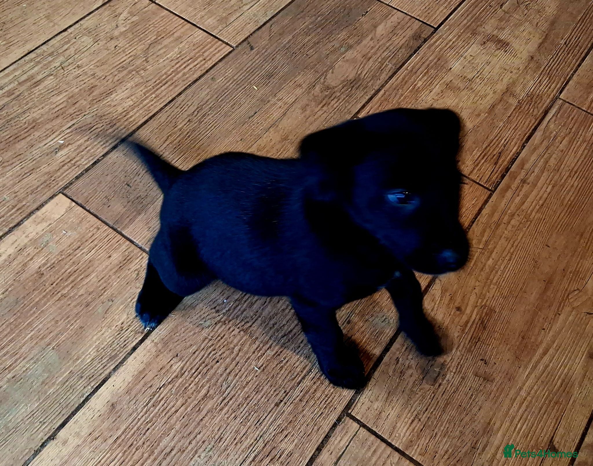 Borador dogs Gorgeous Borderdor Pups - Advert 9