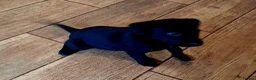 Borador dogs for sale: Gorgeous Borderdor Pups - Advert 1