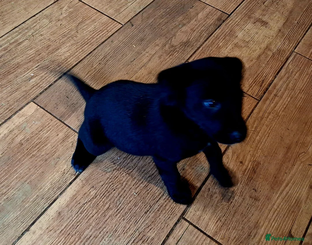 Borador dogs for sale: Gorgeous Borderdor Pups - Advert 1