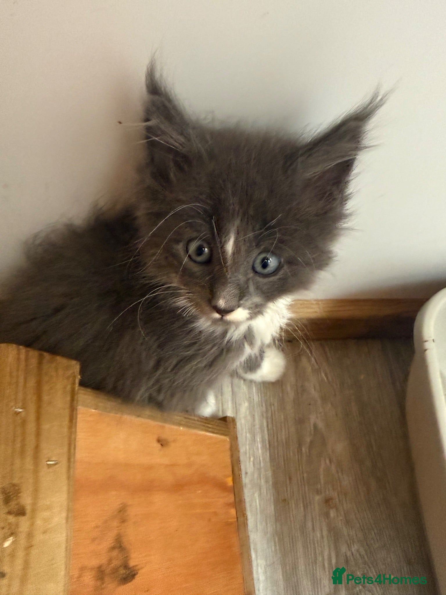 Maine Coon cats Health Tested TICA Registered Maine Coon Kittens - Advert 11