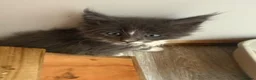 Maine Coon cats for sale: TICA Registered Maine Coon Kittens - Advert 6