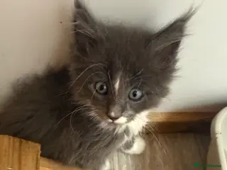 Maine Coon cats Health Tested TICA Registered Maine Coon Kittens - Advert 11