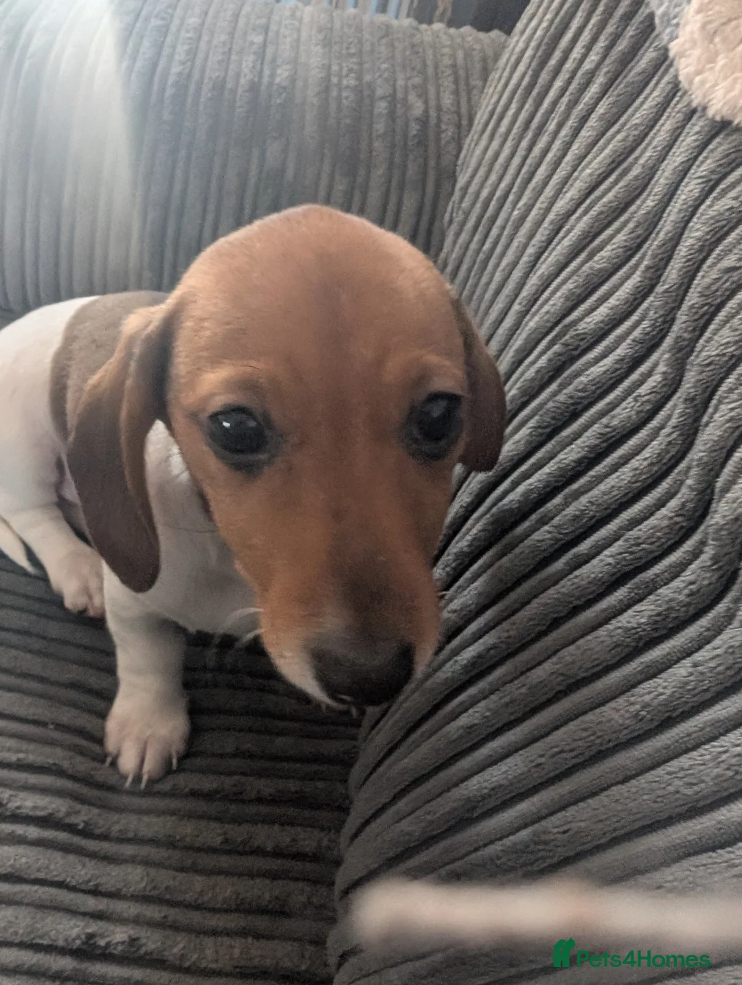 Dachshund dogs for sale: 5 Beautiful Dachshund puppies available  - Advert 3