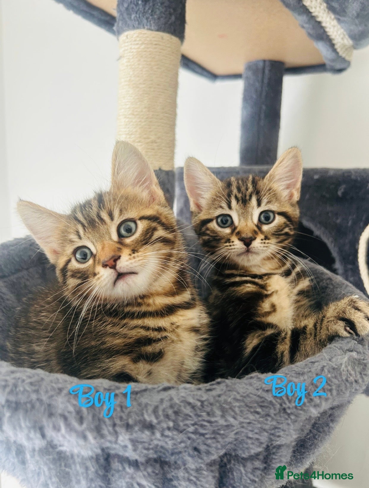 Mixed Breed cats Bengal/blue bengal kittens 👀🏡 - Advert 1