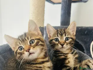 Mixed Breed cats Bengal/blue bengal kittens 👀🏡 - Advert 1