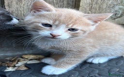 Mixed Breed cats for sale: Kittens ready this week. - Image 12