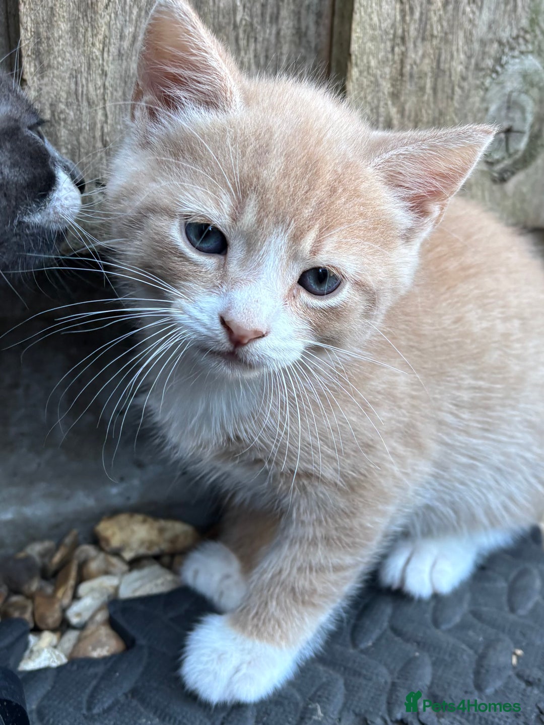 Mixed Breed cats for sale: Kittens ready this week. - Image 12