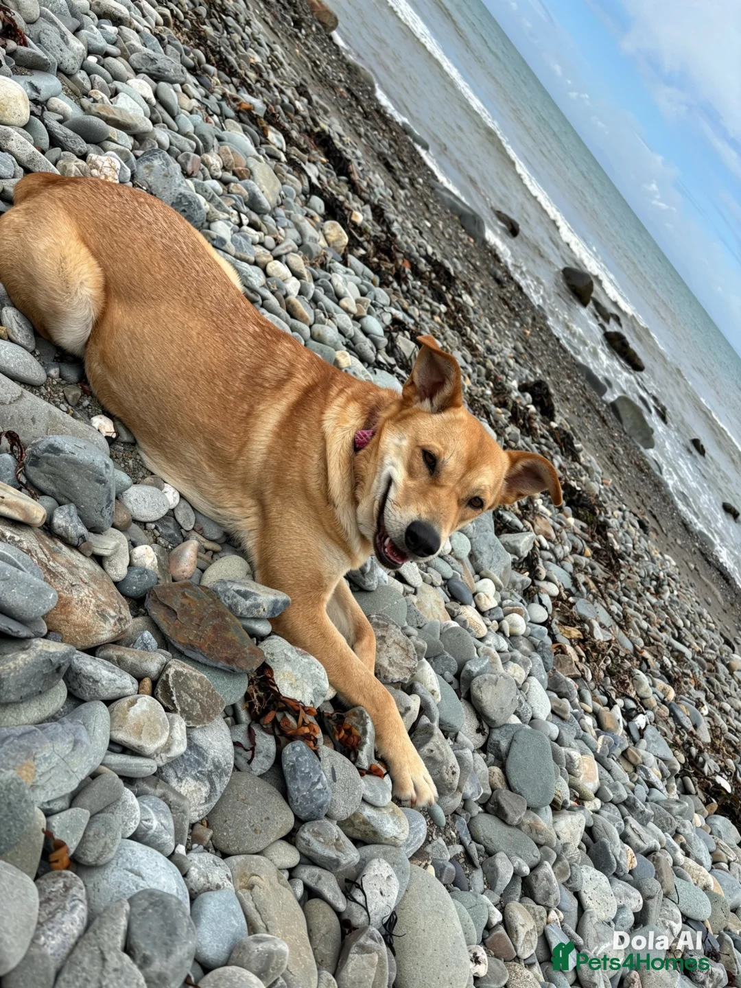 Mixed Breed dogs for sale: Jasmine in Wolverhampton - Advert 2