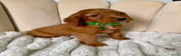Cocker Spaniel dogs for sale: Adorable Red Cocker Spaniel Puppies 🐶❤️ - Advert 9