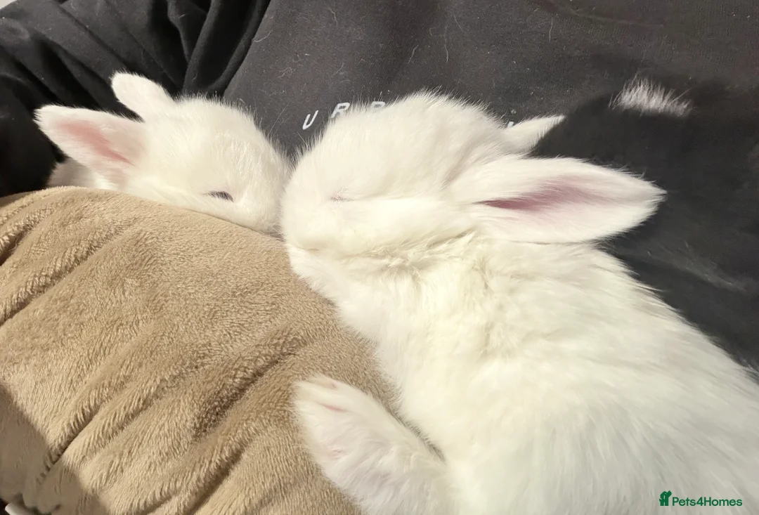 Mixed Breed rabbits for sale: Baby bunnies  in Wakefield - Advert 1