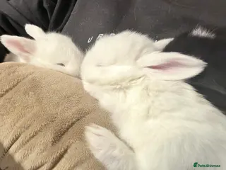 Mixed Breed rabbits Baby bunnies in Wakefield - Advert 1