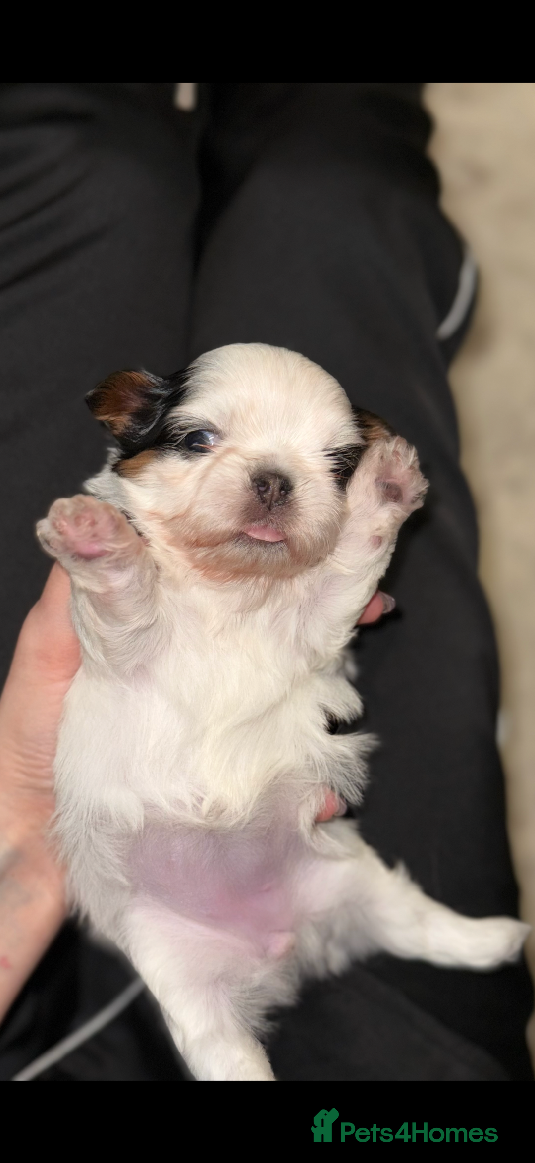 Shih Tzu dogs for sale: Tiny Luxury Imperials Philippines Lines  - Advert 10