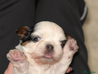 Shih Tzu dogs Tiny ** Imperials Philippines Lines - Advert 2