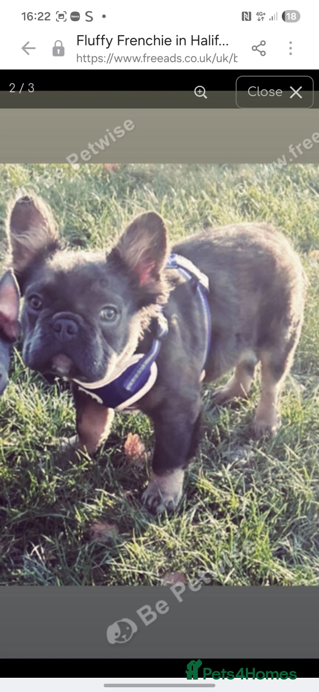 French Bulldog dogs for sale: Male fluffy frenchie for sale  - Advert 2