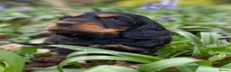 Cocker Spaniel dogs for sale: Therapy calm KC registered show cockers  - Advert 12