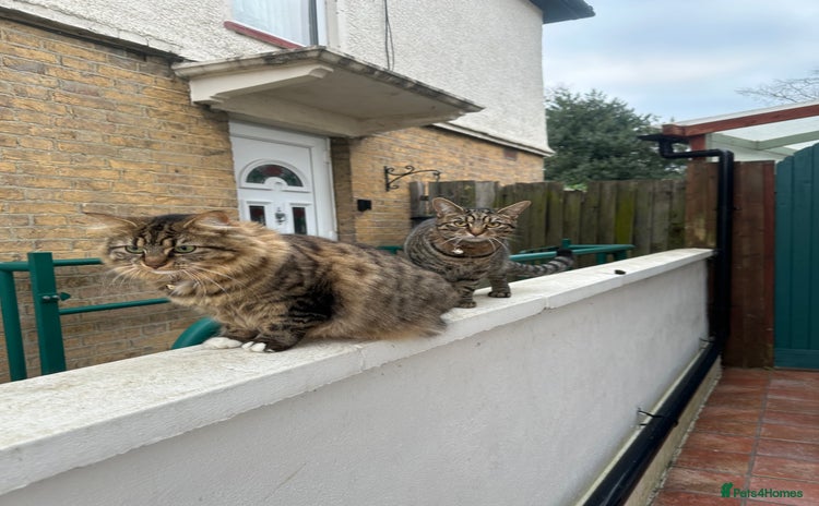 British Longhair cats - Advert 3