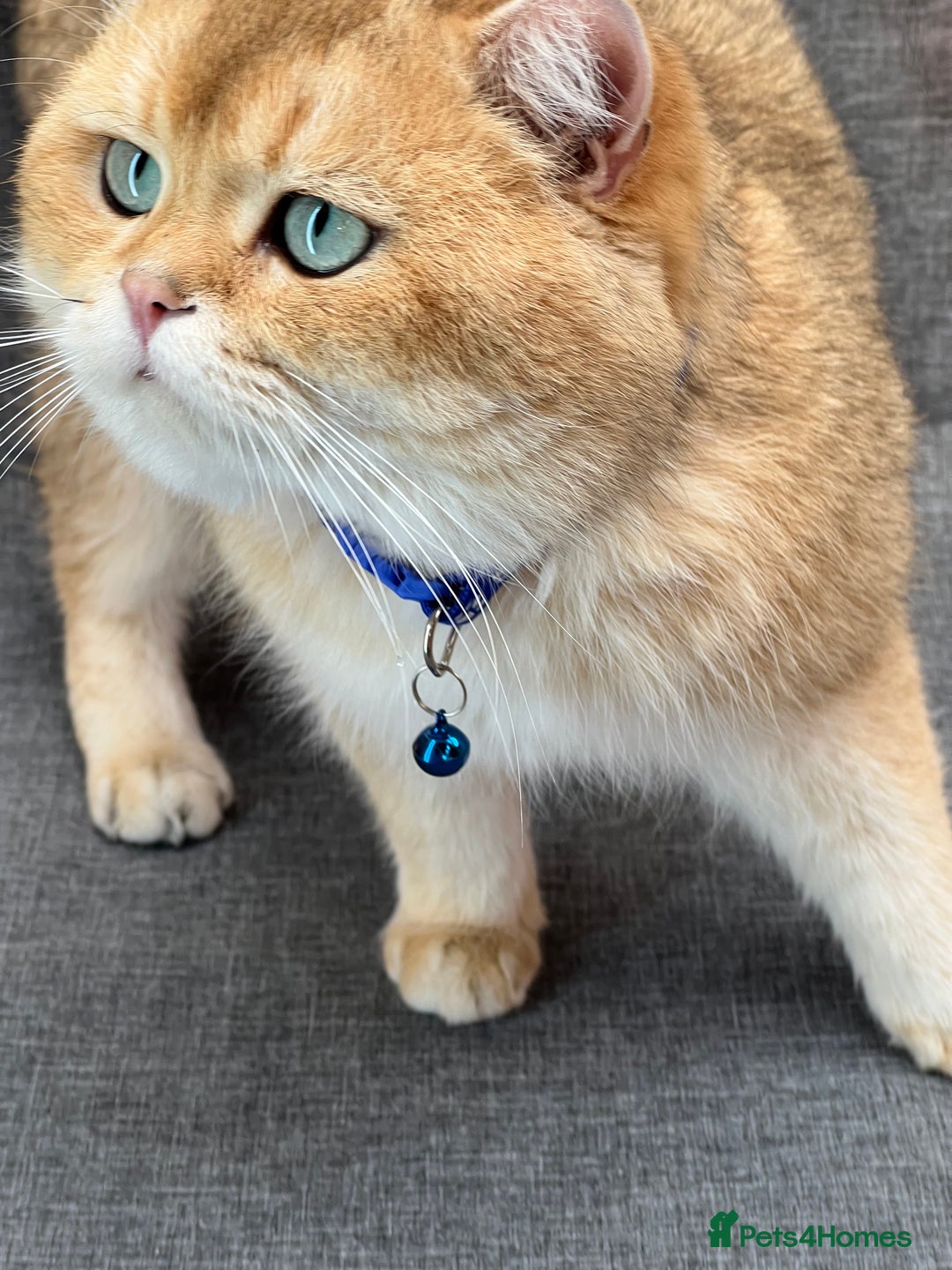 British Longhair cats for sale: British Longhair/Shorthair kittens TICA - Advert 12