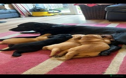 Labrador Retriever dogs for sale: Labrador puppies 1 red girl 1 black boy  - Image 2
