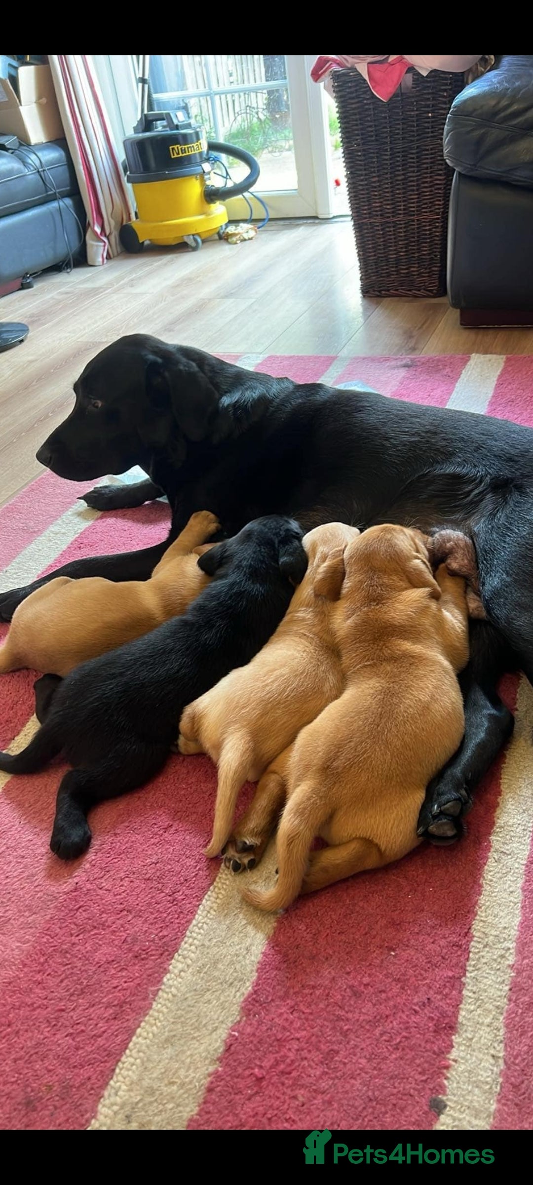 Labrador Retriever dogs for sale: Labrador puppies 1 red girl 1 black boy  - Image 2