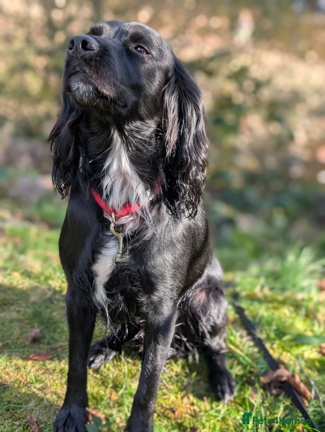Cocker Spaniel dogs for stud: Cocker Spaniel for Stud in Taunton - Advert 6