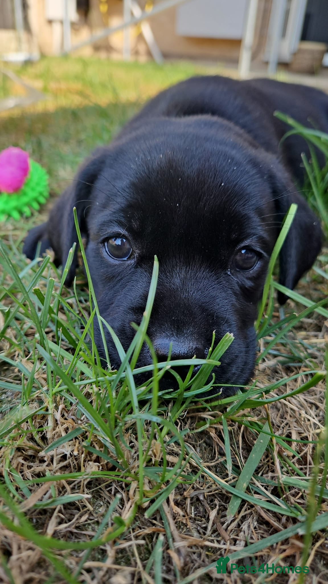 Labrador Retriever dogs Stunning litter of Labrador Puppies  - Advert 9