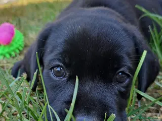 Labrador Retriever dogs Stunning litter of Labrador Puppies - Advert 3