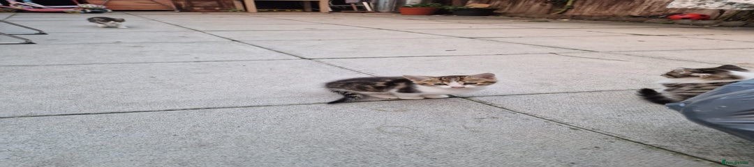 Mixed Breed Kitten 1